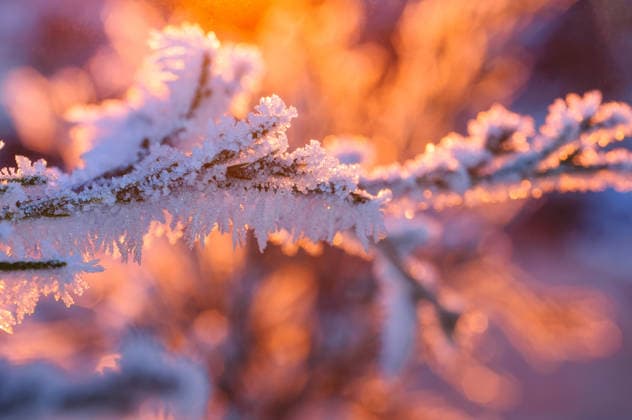 Zarte Eiskristalle funkeln auf einem Tannenzweig in der warmen Morgensonne. close up of ice formations on evergreen needles catching the golden light of dawn, creating a magical winter scene (License=RF) Copyright: xZoonar.com AndriixAbryutinx 24545757