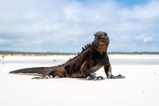 Meeresleguan sonnt sich am Strand der Tortuga-Bucht, Galapagos, Ecuador A marine iguana relaxes on the sandy shores of Tortuga Bay beach, surrounded by stunning natural beauty in the Galapagos Islands, Ecuador (License=RF) Copyright: xZoonar.com LaurentxDavoustx 24548864