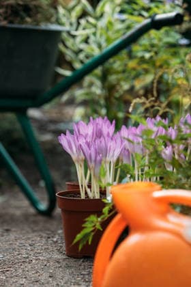 Krokus ? Herbstblumen-Setzlinge im Garten Gardening, planting concept. Colchicum autumnale, Crocus - autumn flower seedlings in the garden, soft focus. Bulbous ornamental plants in pot during flowering, wheelbarrow on background. (License=RF) Copyright: xZoonar.com DmitriixMarchenkox xEnvatox 24552079