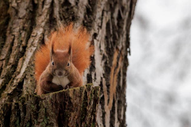 Ein Eichhoernchen sitzt auf einem Baum in Berlin, 29.01.2026. Berlin Deutschland *** A squirrel sits on a tree in Berlin, 29 01 2026 Berlin Germany Copyright: xKiraxHofmannx