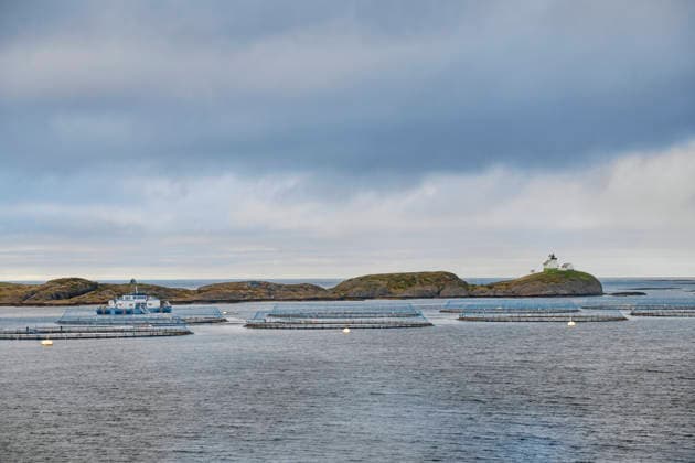 Wirtschaft, Fischerei, Aquazucht von Lachs und Meeresfrüchten vor der Küste in Norwegen Nordmeer *** Economy, fishing, aquaculture of salmon and seafood off the coast in Norway North Sea
