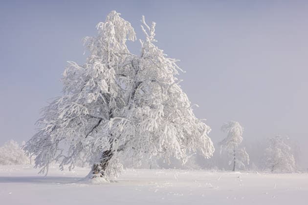 Winterwonderland auf dem Kahlen Asten am 30.01.2026 Raueis und Schnee schaffen ein Winter Wonderland im nebeligen Sauerland, während sich die Sonne durchkämpft *** Winter wonderland on the Kahler Asten on 30 01 2026 Rough ice and snow create a winter wonderland in the foggy Sauerland, while the sun fights its way through Copyright: xx xChantalxAndersx