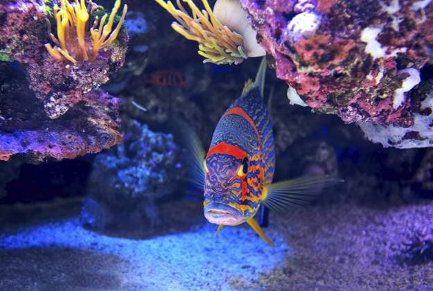 Exotische bunte Fische zwischen Felsen mit Korallen auf dem Boden im berühmten Aquarium von Monaco Exotic colorful fish among rocks with corals on the bottom in famous aquarium of Monaco Copyright: imageBROKER RostislavxGlinskyxPh ibxiqx15941065.jpg