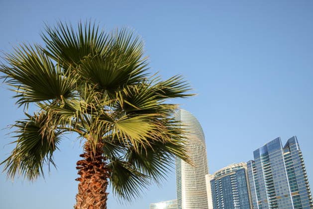 UNITED ARAB EMIRATES, ABU DHABI - FEBRUARY 1, 2026: A palm tree is seen in central Abu Dhabi Abu Dhabi United Arab Emirates  - ZUMAt113 20260201_zaa_t113_463 Copyright: xYevgenyxMessmanx