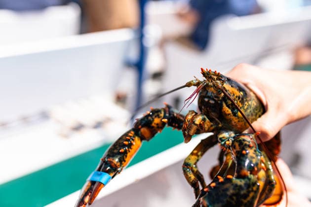 a hand holding a lobster on a lobster boat in New England Ogunquit, Maine, United States R_PUNF260201-1956861-01