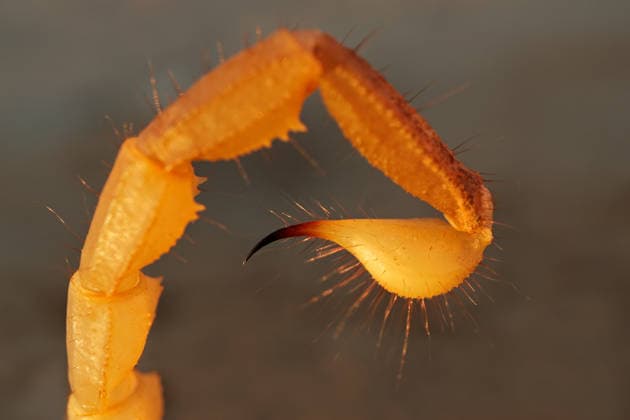 Creative Highlights World Nahaufnahme des Stachels eines giftigen Dickschwanzskorpions, Kalahari-Wüste, Südafrika Close-up of the stinger of a poisonous thick-tailed scorpion, Kalahari desert, South Africa (License=RF) Copyright: xZoonar.com NicoxSmitx 24566461