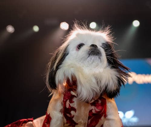 Golden Paws by Anthony Rubio Pets In Recreations of Outfits Worn at 2026 Golden Globes Awards (NEW) Golden Paws by Anthony Rubio Pets In Recreations of Outfits Worn at 2026 Golden Globes Awards, January 02,2026,New York,USA. Bebe, a Pekingese, appears in a carefully recreated look inspired by Jennifer Lopez™s attire at the 2026 Golden Globe Awards. Credit:Jorge Estrellado Thenews2 (Foto: Jorge Estrellado Thenews2 imago images) Golden Paws by Anthony Rubio Pets In Recreations of Outfits Worn at 2026 Golden Globes Awards  Copyright: xjustjojox