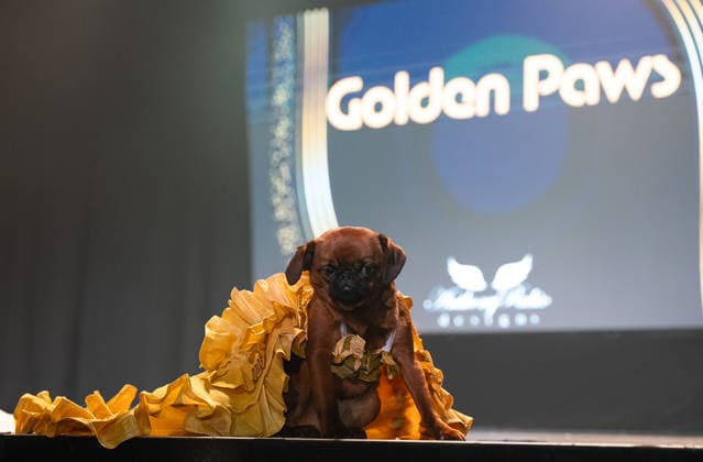 Golden Paws by Anthony Rubio Pets In Recreations of Outfits Worn at 2026 Golden Globes Awards (NEW) Golden Paws by Anthony Rubio Pets In Recreations of Outfits Worn at 2026 Golden Globes Awards, January 02,2026,New York,USA. Priscilla, a Brussels Griffon, appears in a carefully recreated look inspired by Parker Posey attire at the 2026 Golden Globe Awards. Credit:Jorge Estrellado Thenews2 (Foto: Jorge Estrellado Thenews2 imago images) Golden Paws by Anthony Rubio Pets In Recreations of Outfits Worn at 2026 Golden Globes Awards  Copyright: xjustjojox