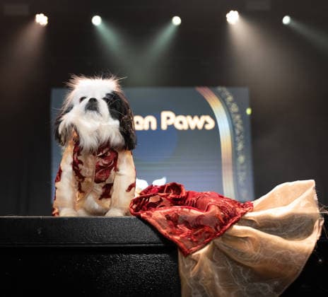 Golden Paws by Anthony Rubio Pets In Recreations of Outfits Worn at 2026 Golden Globes Awards (NEW) Golden Paws by Anthony Rubio Pets In Recreations of Outfits Worn at 2026 Golden Globes Awards, January 02,2026,New York,USA. Bebe, a Pekingese, appears in a carefully recreated look inspired by Jennifer Lopez™s attire at the 2026 Golden Globe Awards. Credit:Jorge Estrellado Thenews2 (Foto: Jorge Estrellado Thenews2 imago images) Golden Paws by Anthony Rubio Pets In Recreations of Outfits Worn at 2026 Golden Globes Awards  Copyright: xjustjojox