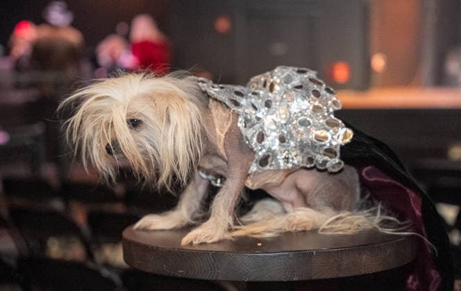 Golden Paws by Anthony Rubio Pets In Recreations of Outfits Worn at 2026 Golden Globes Awards (NEW) Golden Paws by Anthony Rubio Pets In Recreations of Outfits Worn at 2026 Golden Globes Awards, January 02,2026,New York,USA. Suki, a chihuahua, appears in a carefully recreated look inspired by Chase Infiniti attire at the 2026 Golden Globe Awards. Credit:Jorge Estrellado Thenews2 (Foto: Jorge Estrellado Thenews2 imago images) Golden Paws by Anthony Rubio Pets In Recreations of Outfits Worn at 2026 Golden Globes Awards  Copyright: xjustjojox