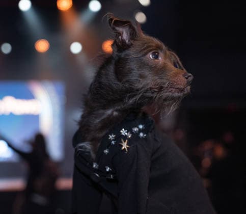 Golden Paws by Anthony Rubio Pets In Recreations of Outfits Worn at 2026 Golden Globes Awards (NEW) Golden Paws by Anthony Rubio Pets In Recreations of Outfits Worn at 2026 Golden Globes Awards, January 02,2026,New York,USA. Bastion, a rat terrier mut, appears in a carefully recreated look inspired by Colman Domingo attire at the 2026 Golden Globe Awards. Credit:Jorge Estrellado Thenews2 (Foto: Jorge Estrellado Thenews2 imago images) Golden Paws by Anthony Rubio Pets In Recreations of Outfits Worn at 2026 Golden Globes Awards  Copyright: xjustjojox