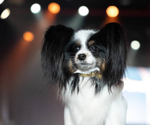 Golden Paws by Anthony Rubio Pets In Recreations of Outfits Worn at 2026 Golden Globes Awards (NEW) Golden Paws by Anthony Rubio Pets In Recreations of Outfits Worn at 2026 Golden Globes Awards, January 02,2026,New York,USA. Finley, a Papillon, appears in an outfit inspired by Hudson Williams™s look at the 2026 Golden Globes.. Credit:Jorge Estrellado Thenews2 (Foto: Jorge Estrellado Thenews2 imago images) Golden Paws by Anthony Rubio Pets In Recreations of Outfits Worn at 2026 Golden Globes Awards  Copyright: xjustjojox