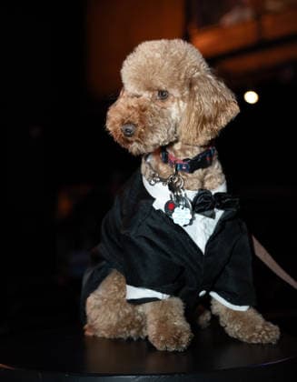 Golden Paws by Anthony Rubio Pets In Recreations of Outfits Worn at 2026 Golden Globes Awards (NEW) Golden Paws by Anthony Rubio Pets In Recreations of Outfits Worn at 2026 Golden Globes Awards, January 02,2026,New York,USA. A pet wears a recreated outfit by Anthony Rubio, inspired by a celebrity from the latest Golden Globe Awards. Credit:Jorge Estrellado Thenews2 (Foto: Jorge Estrellado Thenews2 imago images) Golden Paws by Anthony Rubio Pets In Recreations of Outfits Worn at 2026 Golden Globes Awards  Copyright: xjustjojox