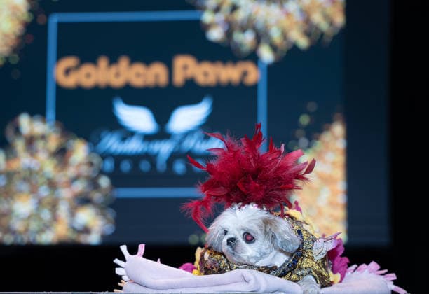 Golden Paws by Anthony Rubio Pets In Recreations of Outfits Worn at 2026 Golden Globes Awards (NEW) Golden Paws by Anthony Rubio Pets In Recreations of Outfits Worn at 2026 Golden Globes Awards, January 02,2026,New York,USA. A pet wears a recreated outfit by Anthony Rubio, inspired by a celebrity from the latest Golden Globe Awards. Credit:Jorge Estrellado Thenews2 (Foto: Jorge Estrellado Thenews2 imago images) Golden Paws by Anthony Rubio Pets In Recreations of Outfits Worn at 2026 Golden Globes Awards  Copyright: xjustjojox