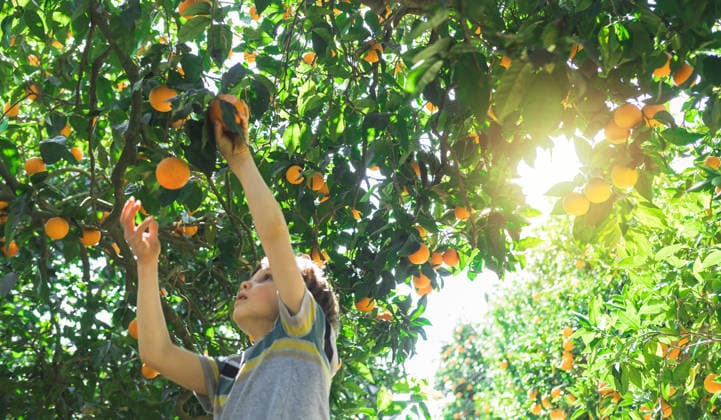 Der Junge greift nach einem Zweig mit leuchtenden Orangen. The boy reaches for a branch with bright oranges. A happy child picks oranges in the garden. Delicious and ripe citrus fruits at harvest time. Orange harvest season in Turkey. (License=RF) ,model released, Symbolfoto Copyright: xZoonar.com EvgeniiaxParkhomenkox 24566443 ,model released, Symbolfoto ,property released