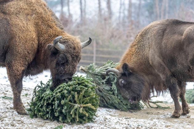 European bison in the Olomouc Zoo, Czech Republic, on February 3, 2026. (CTKxPhoto StanislavxHelona) CTKPhotoP2026020303393  CTKPhotoP2026020303393