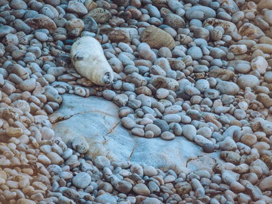 Graues Seehundbaby an einem Kieselstrand an der Küste von Pembrokeshire, Wales Grey seal pup on a pebble beach on the coast of Pembrokeshire, Wales (License=RF) Copyright: xZoonar.com DavexHarrison-Wardx 24567425