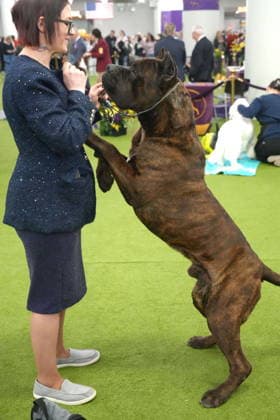 February 3, 2026, New York, New York, USA: The 150th Annual Westminster Kennel Club Dog Show, .Breed judging and benching area,.The Javits Center, NYC.February 3, 2026. New York USA - ZUMAms4_ 20260203_mda_ms4_307 Copyright: xSoniaxMoskowitzxGordonx