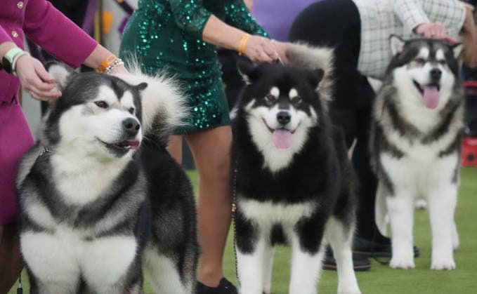 February 3, 2026, New York, New York, USA: The 150th Annual Westminster Kennel Club Dog Show, .Breed judging and benching area,.The Javits Center, NYC.February 3, 2026. ... The 150th Annual Westminster Kennel Club Dog Show, .Breed judging and benching area,.The Javits Center, NYC.February 3, 2026. ... The 150th Annual Westminster Kennel Club Dog Show, .Breed judging and benching area,.The Javits Center, NYC.February 2, 2026. New York USA - ZUMAms4_ 20260203_mda_ms4_308 Copyright: xSoniaxMoskowitzxGordonx