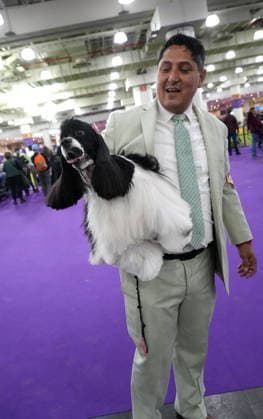 February 3, 2026, New York, New York, USA: The 150th Annual Westminster Kennel Club Dog Show, .Breed judging and benching area,.The Javits Center, NYC.February 3, 2026. ... The 150th Annual Westminster Kennel Club Dog Show, .Breed judging and benching area,.The Javits Center, NYC.February 3, 2026. ... The 150th Annual Westminster Kennel Club Dog Show, .Breed judging and benching area,.The Javits Center, NYC.February 2, 2026. New York USA - ZUMAms4_ 20260203_mda_ms4_309 Copyright: xSoniaxMoskowitzxGordonx