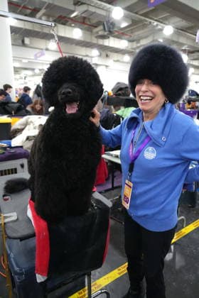 February 3, 2026, New York, New York, USA: The 150th Annual Westminster Kennel Club Dog Show, .Breed judging and benching area,.The Javits Center, NYC.February 3, 2026. ... The 150th Annual Westminster Kennel Club Dog Show, .Breed judging and benching area,.The Javits Center, NYC.February 3, 2026. ... The 150th Annual Westminster Kennel Club Dog Show, .Breed judging and benching area,.The Javits Center, NYC.February 2, 2026. New York USA - ZUMAms4_ 20260203_mda_ms4_310 Copyright: xSoniaxMoskowitzxGordonx