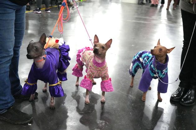 February 3, 2026, New York, New York, USA: The 150th Annual Westminster Kennel Club Dog Show, .Breed judging and benching area,.The Javits Center, NYC.February 3, 2026. ... The 150th Annual Westminster Kennel Club Dog Show, .Breed judging and benching area,.The Javits Center, NYC.February 3, 2026. ... The 150th Annual Westminster Kennel Club Dog Show, .Breed judging and benching area,.The Javits Center, NYC.February 2, 2026. New York USA - ZUMAms4_ 20260203_mda_ms4_314 Copyright: xSoniaxMoskowitzxGordonx