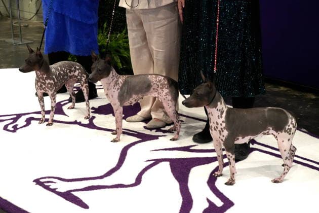 February 3, 2026, New York, New York, USA: The 150th Annual Westminster Kennel Club Dog Show, .Breed judging and benching area,.The Javits Center, NYC.February 3, 2026. ... The 150th Annual Westminster Kennel Club Dog Show, .Breed judging and benching area,.The Javits Center, NYC.February 3, 2026. ... The 150th Annual Westminster Kennel Club Dog Show, .Breed judging and benching area,.The Javits Center, NYC.February 2, 2026. New York USA - ZUMAms4_ 20260203_mda_ms4_315 Copyright: xSoniaxMoskowitzxGordonx