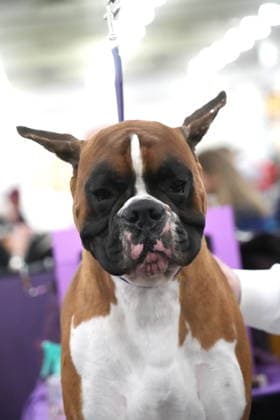 February 3, 2026, New York, New York, USA: The 150th Annual Westminster Kennel Club Dog Show, .Breed judging and benching area,.The Javits Center, NYC.February 3, 2026. ... The 150th Annual Westminster Kennel Club Dog Show, .Breed judging and benching area,.The Javits Center, NYC.February 3, 2026. ... The 150th Annual Westminster Kennel Club Dog Show, .Breed judging and benching area,.The Javits Center, NYC.February 2, 2026. New York USA - ZUMAms4_ 20260203_mda_ms4_312 Copyright: xSoniaxMoskowitzxGordonx