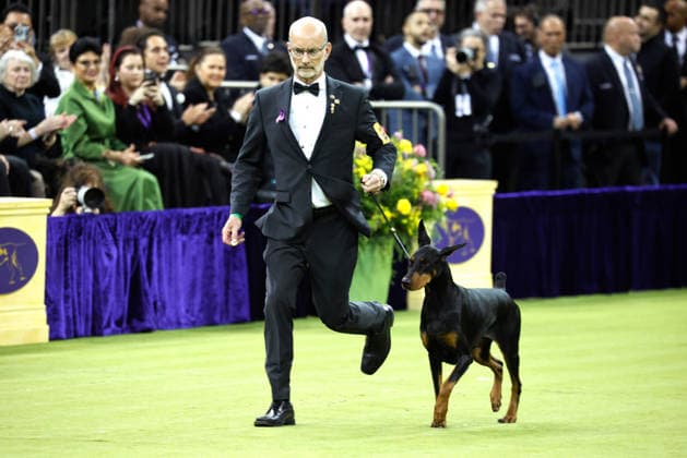 Penny the Doberman Pinscher and trainer Andy Linton trot during the Best in Show competition on the the final night of the 150 Annual Westminster Kennel Club Dog Show at Madison Square Garden on Tuesday, February 3, 2026 in New York City.  NYP202602036010 PeterxFoley