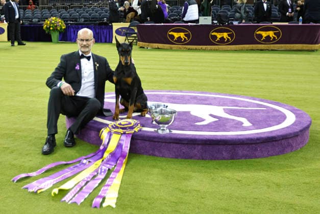 Penny the Doberman Pinscher and trainer Andy Linton pose for photographers after winning the Best in Show competition on the the final night of the 150 Annual Westminster Kennel Club Dog Show at Madison Square Garden on Tuesday, February 3, 2026 in New York City.  NYP202602036013 PeterxFoley