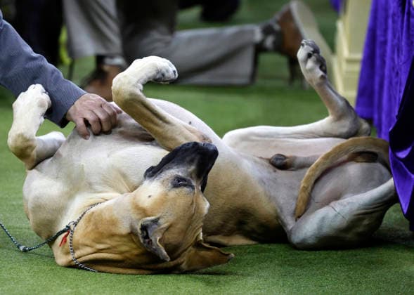 A Great Dane gets playful during the Working dog competition on the the final day of the 150 Annual Westminster Kennel Club Dog Show at Madison Square Garden on Tuesday, February 3, 2026 in New York City.  NYP20260203604 PeterxFoley