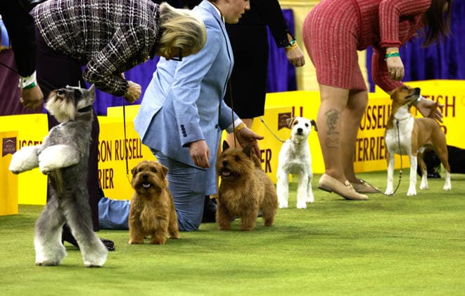 The Terrier Group competition on the the final day of the 150 Annual Westminster Kennel Club Dog Show at Madison Square Garden on Tuesday, February 3, 2026 in New York City.  NYP20260203606 PeterxFoley