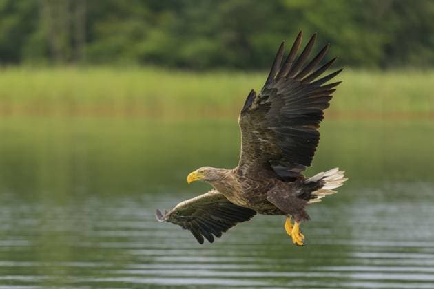 Seeadler (Haliaeetus albicilla), im Flug über eine Schilf und Seenlandschaft, Mecklenburg-Vorpommern, Deutschland White-tailed eagle (Haliaeetus albicilla), in flight over a landscape of reeds and lakes, Mecklenburg-Western Pomerania, Germany Copyright: imageBROKER BerndxZoller ibxbzo16342023.jpg