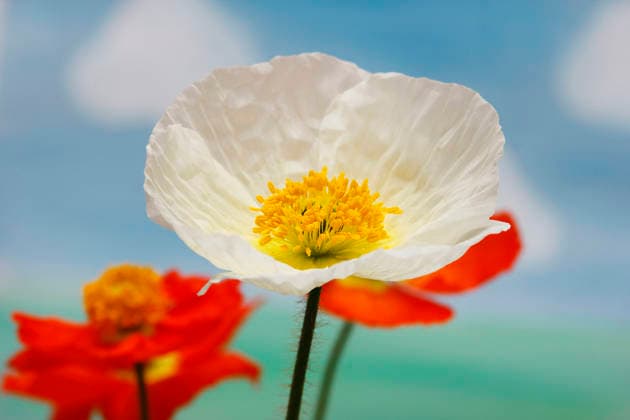 Island-Mohn, Islandmohn (Papaver nudicaule), weiss und rot bluehend vor blauem Himmel Alaskan poppy, Iceland poppy (Papaver nudicaule), white and red flowers against blue sky BLWS741927 *** Iceland Poppy seeds, Iceland poppy Papaver nudicaule , white and Red blooming before blue Sky Alaskan poppy, Iceland Poppy Papaver nudicaule , White and Red Flowers against Blue Sky BLWS741927 Copyright: xblickwinkel B.xRainerx