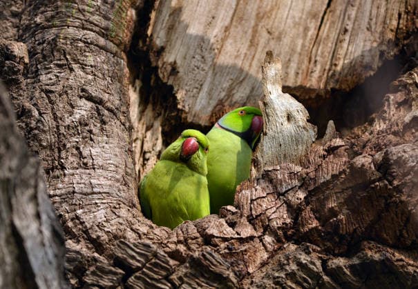 Nature: Parrots perch on a tree in New Delhi New Delhi, Feb 04 (ANI): Parrots perch on a tree near the Supreme Court, in New Delhi on Wednesday. NEW DELHI Delhi India Copyright: xANIx ANI_20260204020