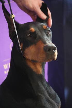 February 4, 2026, New York, New York, USA: PENNY the Doberman Pinscher attends the 150th Annual Westminster Kennel Club Champion s Lunch. Penny won Best of Show. New York USA - ZUMAms4_ 20260204_faf_ms4_001 Copyright: xSoniaxMoskowitzxGordonx