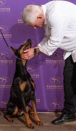 February 4, 2026, Bronx, New York, USA: Chef Ralph Scamardella greets Penny the Doberman Pinscher at Westminster Kennel Club Dog Show Champion s Lunch at Peak with Priceless restaurant at The Edge observation deck in New York, NY on February 4, 2026. Bronx USA - ZUMAr339 20260204_znp_r339_094 Copyright: xLevxRadinx