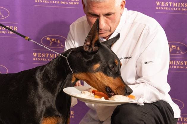 February 4, 2026, Bronx, New York, USA: Chef Ralph Scamardella feeds Penny the Doberman Pinscher at Westminster Kennel Club Dog Show Champion s Lunch at Peak with Priceless restaurant at The Edge observation deck in New York, NY on February 4, 2026. Bronx USA - ZUMAr339 20260204_znp_r339_100 Copyright: xLevxRadinx