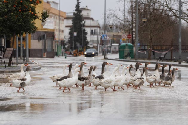 News Bilder des Tages Spain s Andalusia on red alert due to Storm Leonardo GRANADA, SPAIN - FEBRUARY 5: The Genil River overflows its banks as it passes through Huetor Tajar, where the Emergency Military Unit (UME) is helping to remove water during the red alert in Andalusia due to heavy rains on February 05, 2026 in Granada, Spain. Alex Camara Anadolu Granada Spain. Editorial use only. Please get in touch for any other usage.  Copyright: x2026xAnadoluxAlexxCamarax