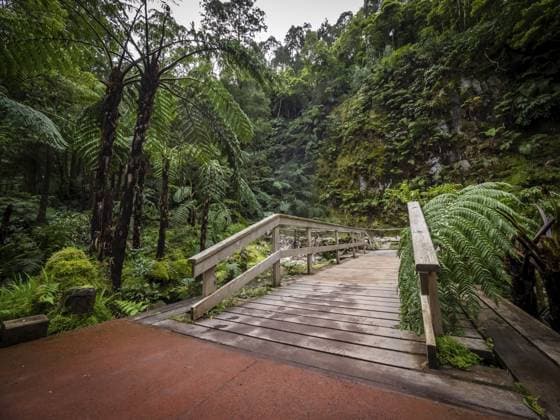 Holzbrücke über einen kleinen Bach im wunderschönen tropischen Regenwald in der Nähe der heißen Quellen von Caldeira Velha Auf der Insel Sao Miguel, Azoren, Portugal Wooden bridge over small stream in the beautiful tropical rainforest near the hot springs of Caldeira Velha On Sao Miguel Island, Azores, Portugal Copyright: imageBROKER PawelxOpaska ibxiqx16101438.jpg ,model released, Symbolfoto ,property released