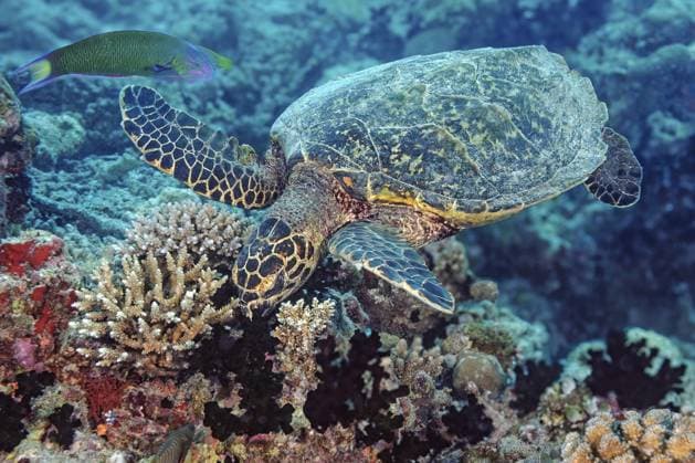 Unterwasserfoto von Echte Karettschildkröte (Eretmochelys imbricata) frisst Korallen, Hurghada, Rotes Meer, Ägypten Underwater photo of Hawksbill sea turtle (Eretmochelys imbricata) eating corals, Hurghada, Red Sea, Egypt Copyright: imageBROKER FrankxSchneider ibxfrs16454964.jpg