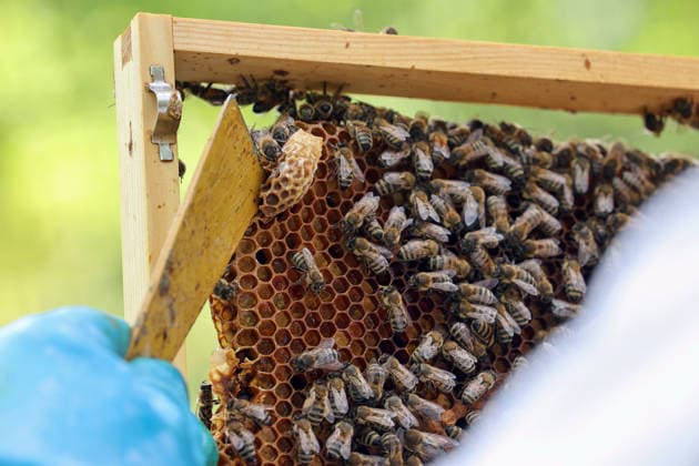25.04.2025, Berlin, GER - Schwarmzelle am Rand einer Brutwabe wird mit einem Stockmeissel entfernt. (Agrarwirtschaft, Apis, Apis mellifera, Arbeitsgeraet, aussen, Aussenaufnahme, Berlin, Bienen, Bienenbrot, Bienenkunde, Bienenstaat, Bienenvolk, Bienenwabe, Bienenzucht, Biologie, Brutzellen, Detail, Detailaufnahme, deutsch, Deutschland, entfernen, Entfernung, Europa, europaeisch, Fruehjahr, Fruehling, Geraet, Handwerkzeug, Honigbienen, Imkerei, Insekten, Jahreszeit, Landwirtschaft, Natur, QF, Querformat, Schwarmtrieb, Schwarmzelle, Stockmeissel, Tiere, Tierreich, Tierwelt, Weiselzelle, Werkzeug, Westeuropa, Wirtschaft) 250425D748IMKERN.JPG *** 25 04 2025, Berlin, GER Swarm cell at the edge of a brood comb is removed with a hive chisel Agric