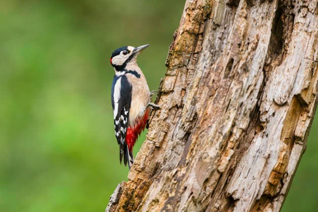 Buntspecht, Bunt-Specht, Grosser Buntspecht, Rotspecht, Rot-Specht, Schildspecht, Schild-Specht (Picoides major, Dendrocopos major), sitzt an einem verottendem Baumstamm, Deutschland, Bayern Great spotted woodpecker (Picoides major, Dendrocopos major), sitting on an old wrotten tree trunk in late summer, Germany, Bavaria BLWS742062
