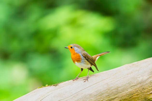 Rotkehlchen, Rot-Kehlchen (Erithacus rubecula), sitzt auf einem Zweig, Deutschland, Bayern European robin (Erithacus rubecula), sitting on a branch, Germany, Bavaria BLWS742102 *** Robin, Red kehlchen erithacus rubecula , sits at a Zweig, Germany, Bavaria European Robin erithacus rubecula , Sitting ON a branch, Germany, Bavaria BLWS742102 Copyright: xblickwinkel D.xu.xM.xSheldonx
