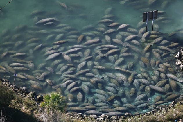 CRYSTAL RIVER, FL - FEBRUARY 8: Aerial view of Manatees huddling together to stay warm in 70 degree water at Three Sisters Springs in Crystal River, Florida during manatee season as as they deal with life-threatening plummeting temperatures resulting in record population levels at Crystal River on February 8, 2026. Copyright: xmpi34x