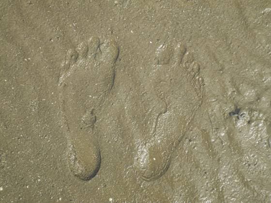 Fußabdruck, fuß, abdruck, watt, matsch, schlick, sohle, fußsohle, fußabdrücke, füße, wattwanderung, wattwandern Footprint, foot, imprint, muddy, silt, sole, foot prints, feet, mudflat hiking, mudflat hiking Copyright: imageBROKER VolkerxRauch ibxiqx16354890.jpg