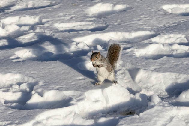 February 8, 2026, Washington, District Of Columbia, United States: A squirrel is seen on the National Mall during an extended period of extreme cold weather affecting much of the eastern United States. Washington United States - ZUMAs197 20260208_aaa_s197_416 Copyright: xMehmetxEserx