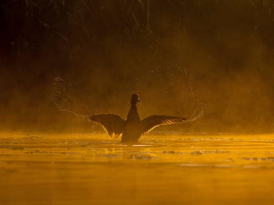 Creative Highlights World Schwan landet bei goldenem Sonnenaufgang auf dem Wasser und verursacht Spritzwasser Majestic swan landing on serene water at golden sunrise with dramatic splashing and misty atmosphere (License=RF) Copyright: xZoonar.com WeronikaxTyczynskax 24631533