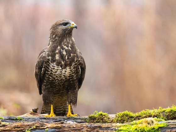Majestätischer Braunadler steht auf einem moosbewachsenen Baumstamm im Wald A majestic brown eagle stands proudly on a mossy log in a serene forest setting, exuding strength and freedom in its natural habitat. (License=RF) Copyright: xZoonar.com WeronikaxTyczynskax 24631626