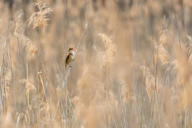Creative Highlights World Kleiner Vogel singt auf Schilfrohr in ruhiger Naturlandschaft Serene landscape with small bird perched on reed, singing in natural habitat, evoking peace and tranquility (License=RF) Copyright: xZoonar.com WeronikaxTyczynskax 24631820